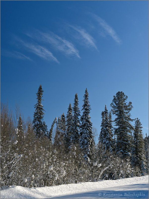 алтай, ёлки, зима, небо, облака Ритмы земные и небесныеphoto preview