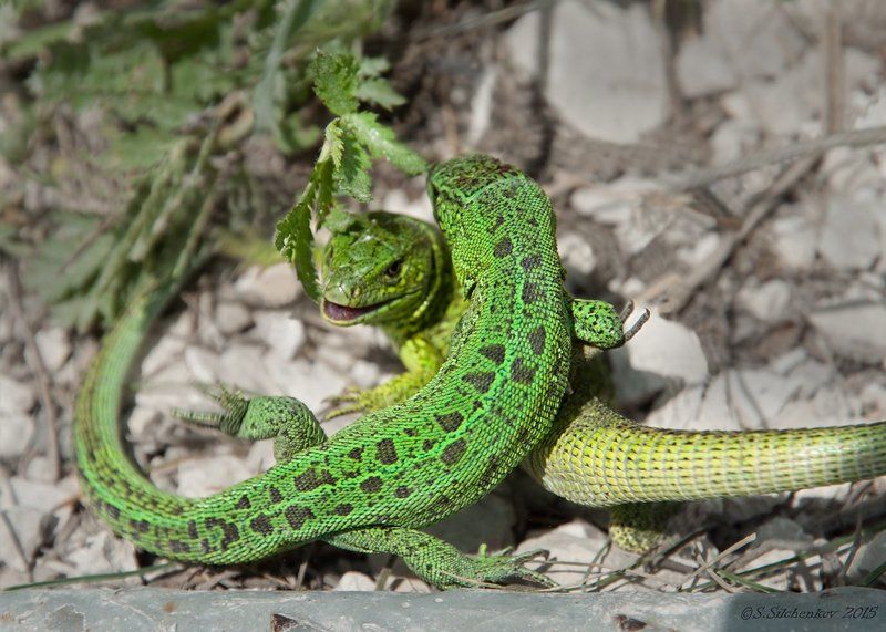 Битва, Природа, СуроваяРеальность, Ящерица Суровая реальность...photo preview