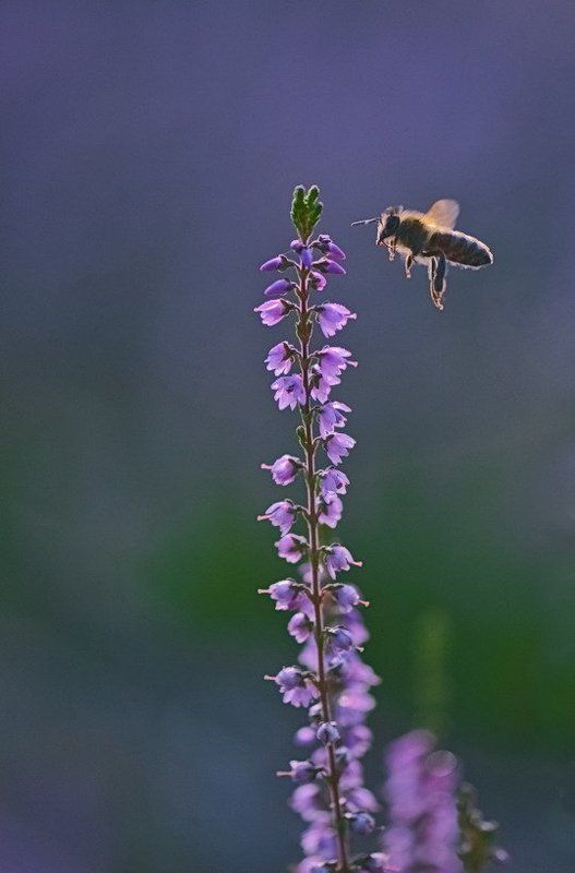 Вереск, Насекомое, Пчела, Труд, Цветы Трудягаphoto preview