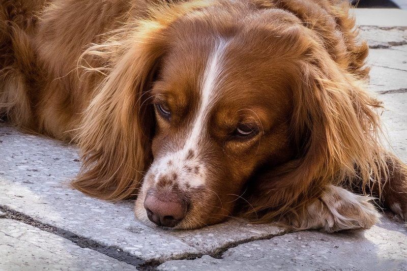 собака, рыжий пес ,  мизантропphoto preview