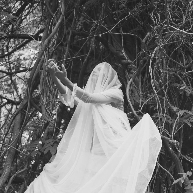 Silent Wingsphoto preview