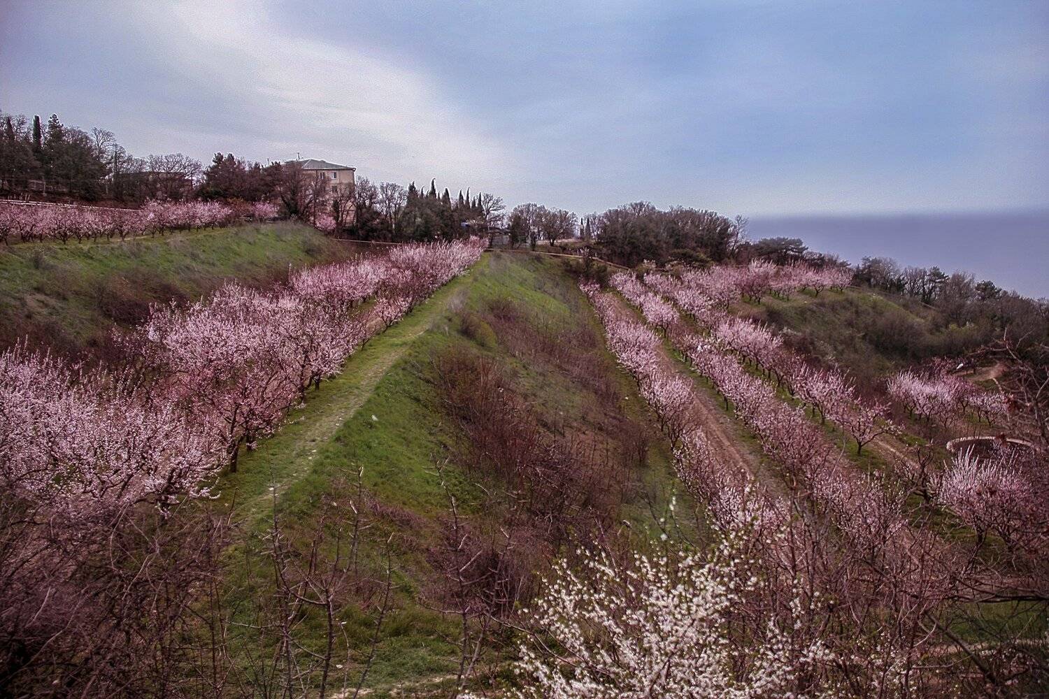 Весна, Крым, Природа, Цветение, Svetlana Tkachenko