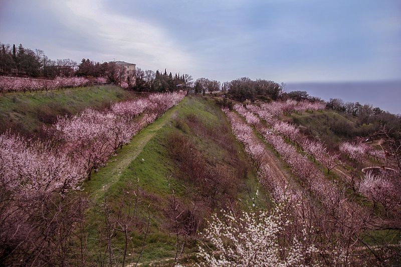 Весна, Крым, Природа, Цветение photo preview