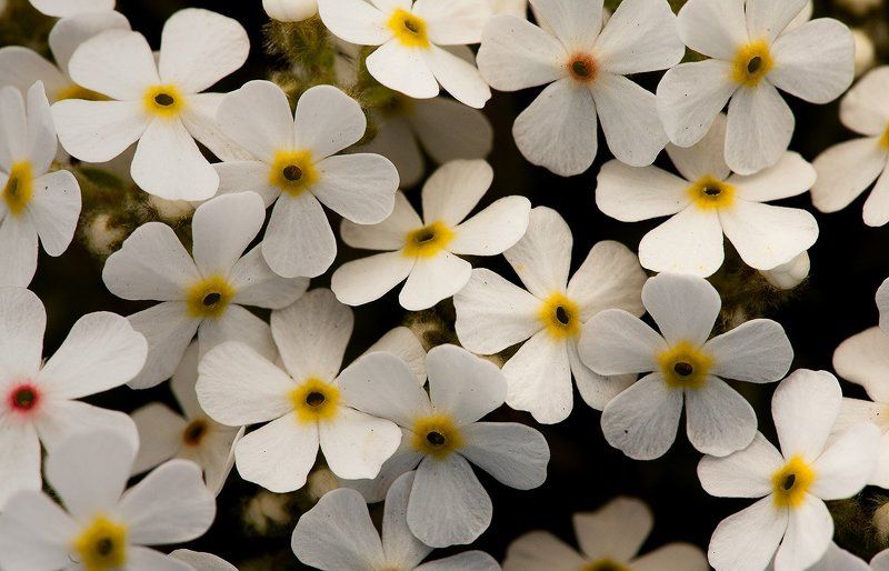 Цветастаяphoto preview