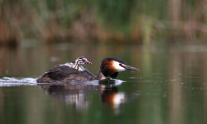 #birds, #fauna, #Grebe, #nature, #wildlife, #природа, #птицы, #фауна Юный путешественникphoto preview