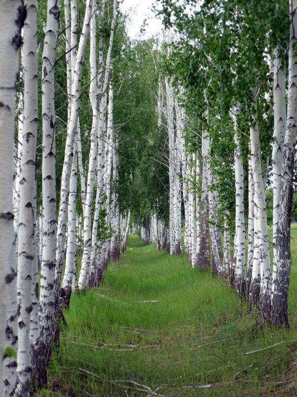 Антон Анистифоров, Russia