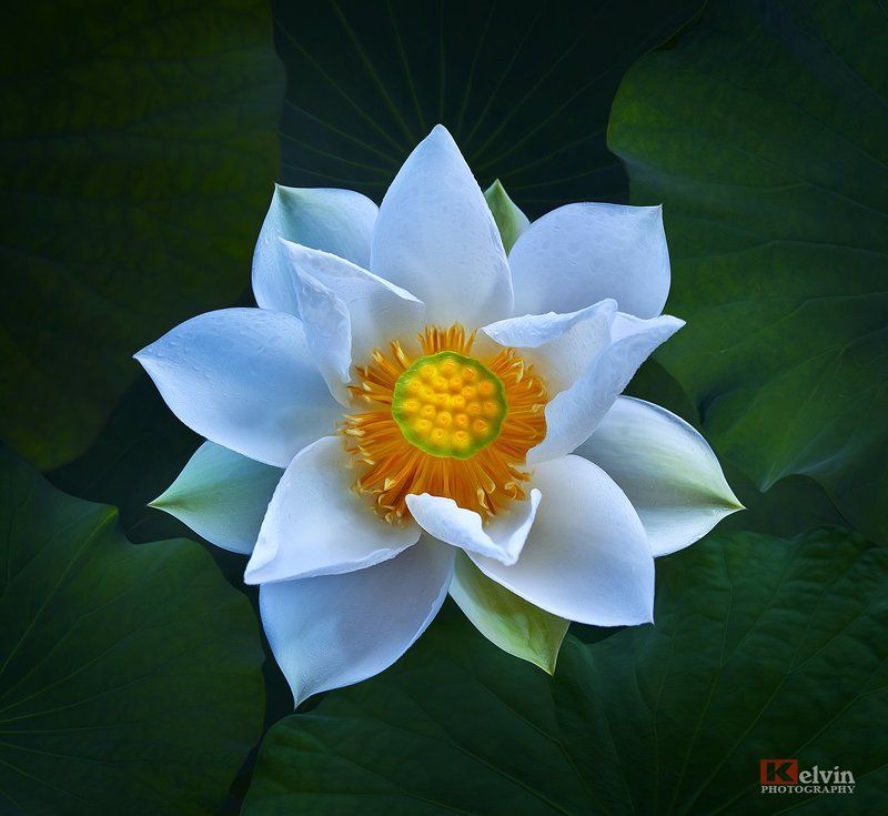 Sen Trắngphoto preview