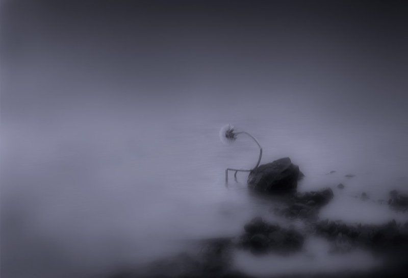 грусть, забвение, одуванчик, печаль, река Забвение...photo preview