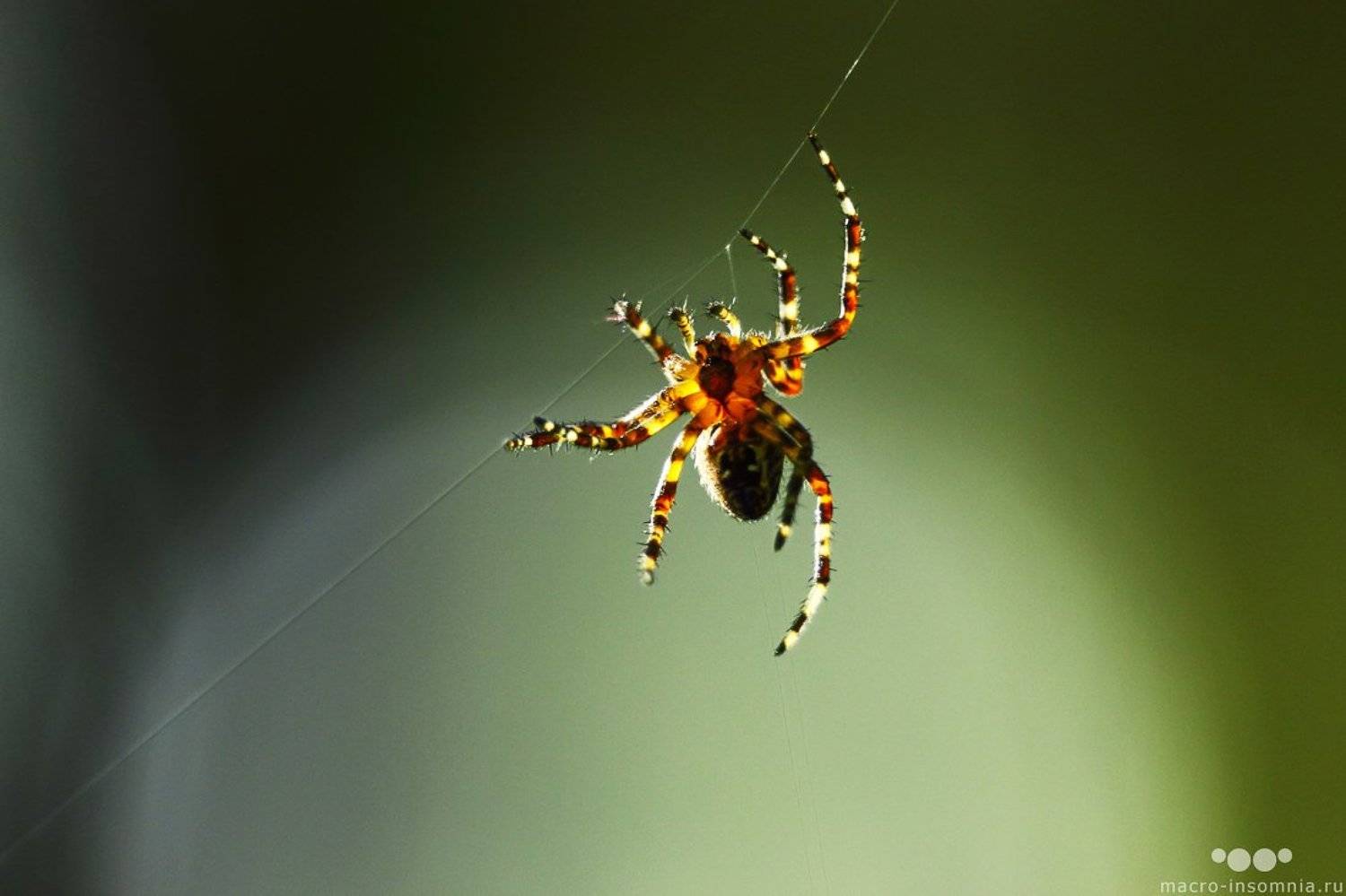 На ниточке. Автор: Кирилл Кривошеев макро, насекомые, паук, на ниточке, паутина, macro-insomnia,, Кирилл Кривошеев