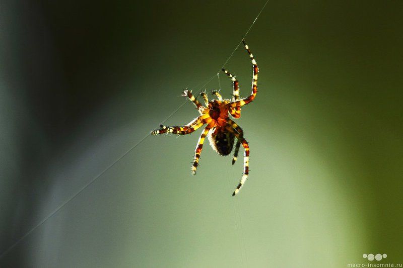 макро, насекомые, паук, на ниточке, паутина, macro-insomnia, На ниточкеphoto preview