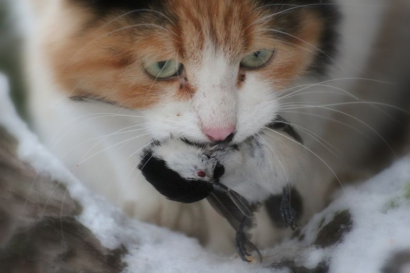 C добычей!photo preview