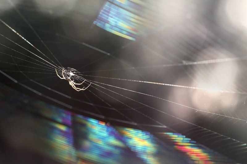 природа, паук, паутина, макро Радужная паутинаphoto preview
