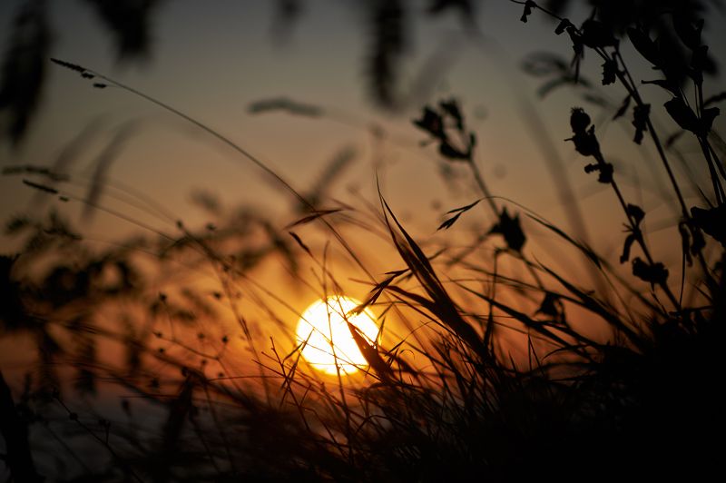 солнце, закат, трава photo preview