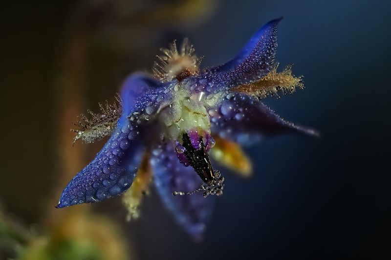 Бораго(огуречная трава)photo preview