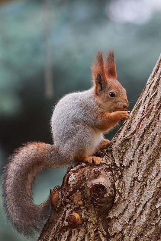 squirrel, volgograd, russia,  #photo preview