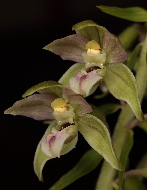 орхидея дремлик Epipactis helleborine фото превью
