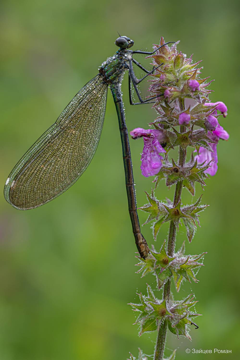 Стрекозка и утро. . Автор: Зайцев Роман , Зайцев Роман