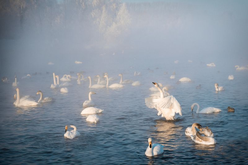 Лебединое озероphoto preview