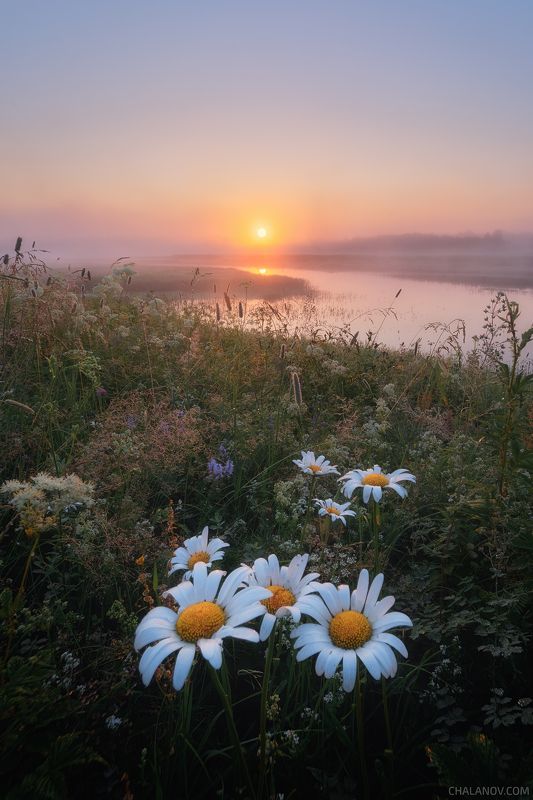 пейзаж, север, туман, рассвет, ночь, озеро, лето, коми Летние туманыphoto preview