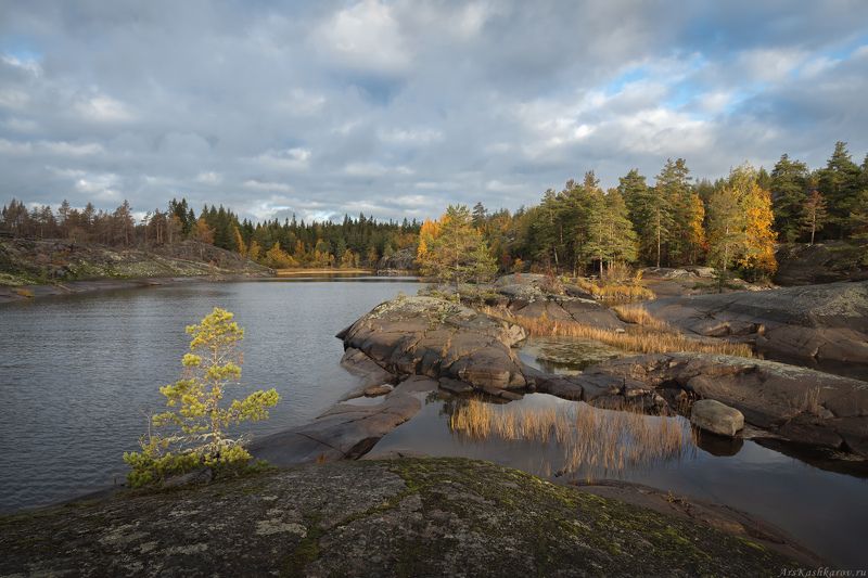 ладога, ладожские шхеры, карелия, сортавала, северное приладожье, скалистые острова, сосны, сельги, редколесье, сортавала, природа карелии \