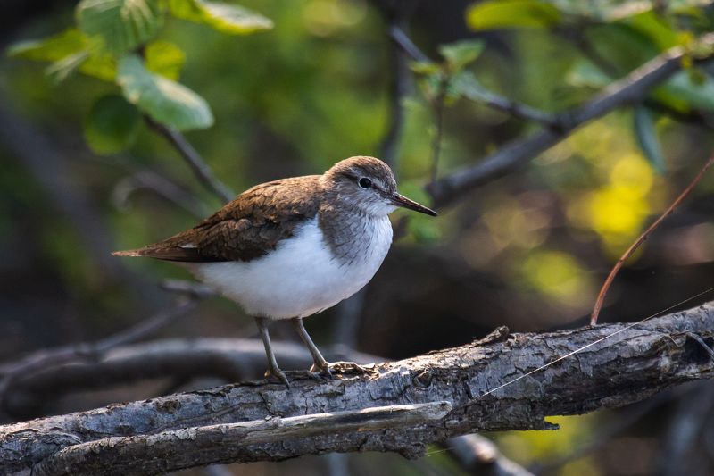 природа России, птицы России, кулики, перевозчик, бердвотчинг Перевозчикphoto preview