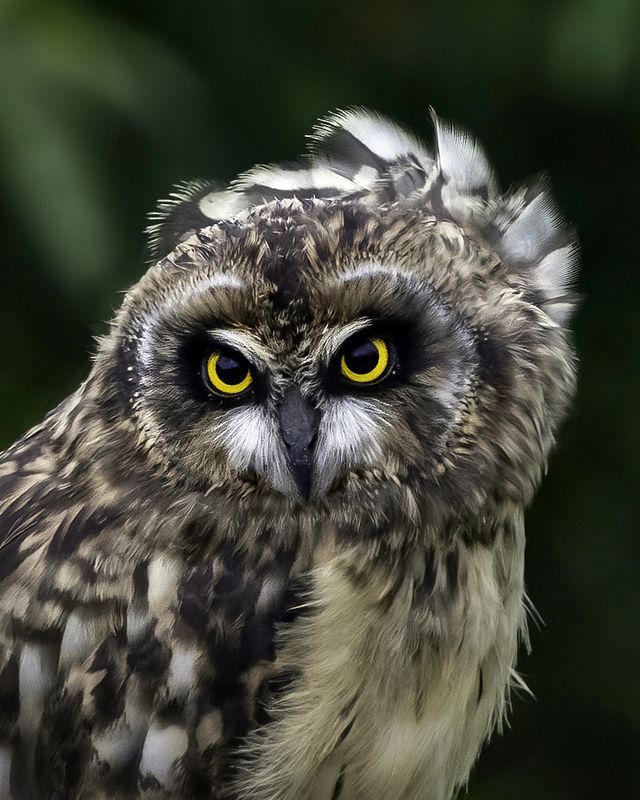 сова, перья, ветер Кокетствоphoto preview