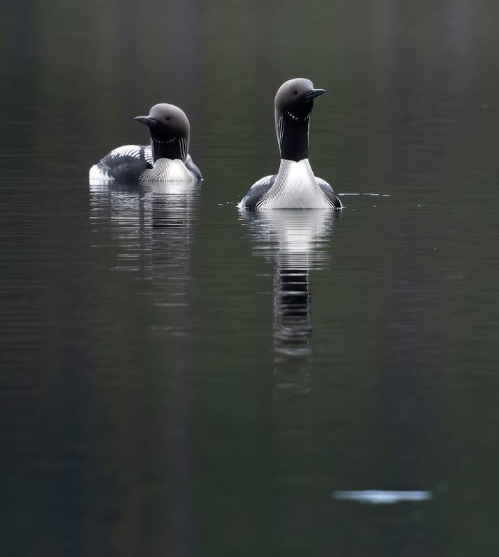 гагара, птица, водоплавающая, озеро, отражение чб богатство природыphoto preview