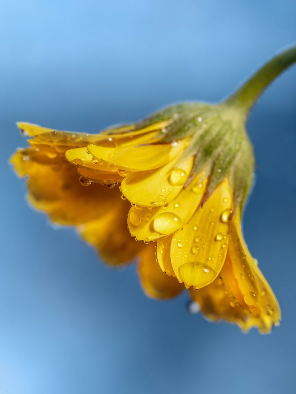 цветок, цветы, флора, календула Календулаphoto preview