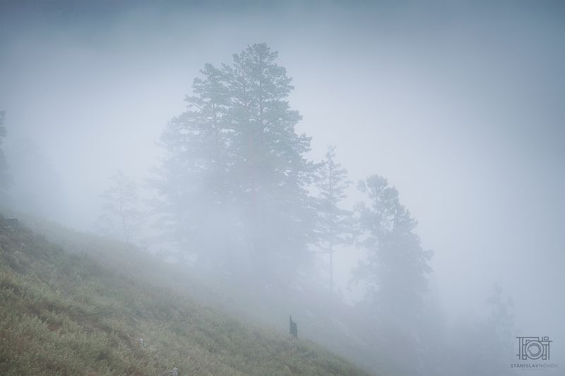 лес, туман, утро, лето, забайкалье, забайкальский край, пейзаж, природа, деревья, чита, сказка Туманная завеса фото превью