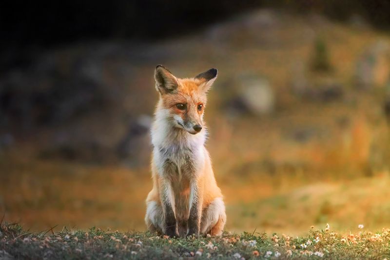 #fox #animals #wildlife #nature Fox in Altai Mountainsphoto preview
