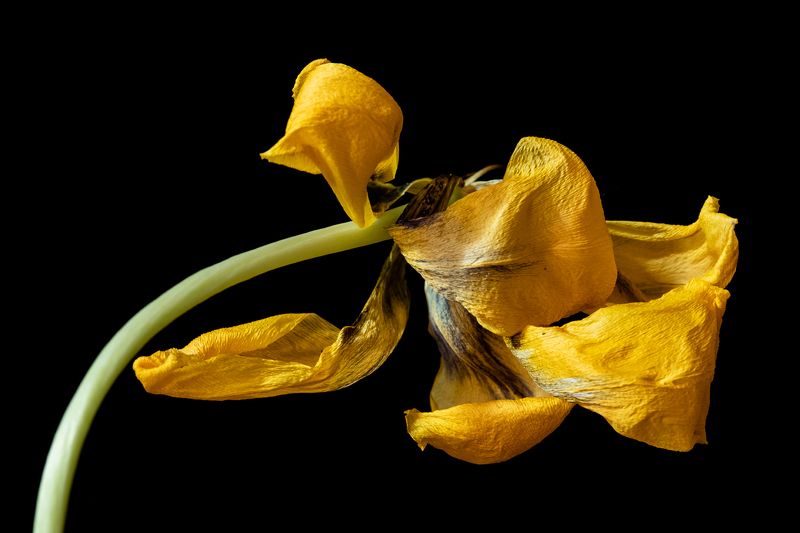 цветы, тюльпан, макро Танецphoto preview