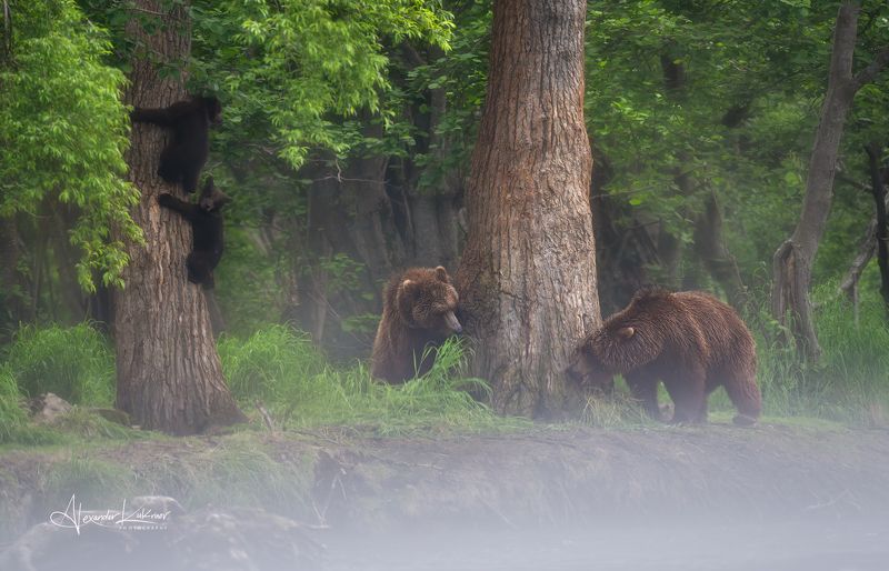 медведи,камчатка,медведь,медвежата Незваная гостья... фото превью