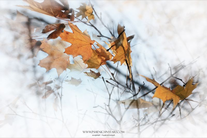 осень, ветер, осенние листья, клён, октябрь, абстракция За осенним ветромphoto preview