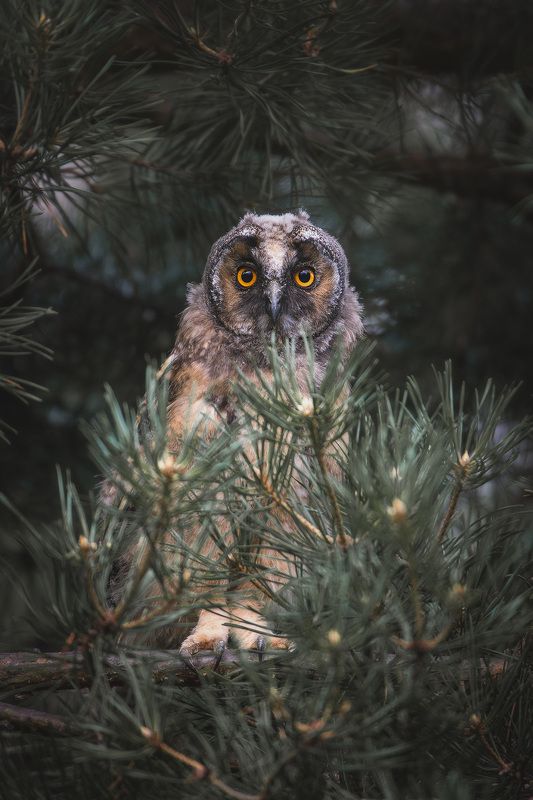 Наблюдательphoto preview