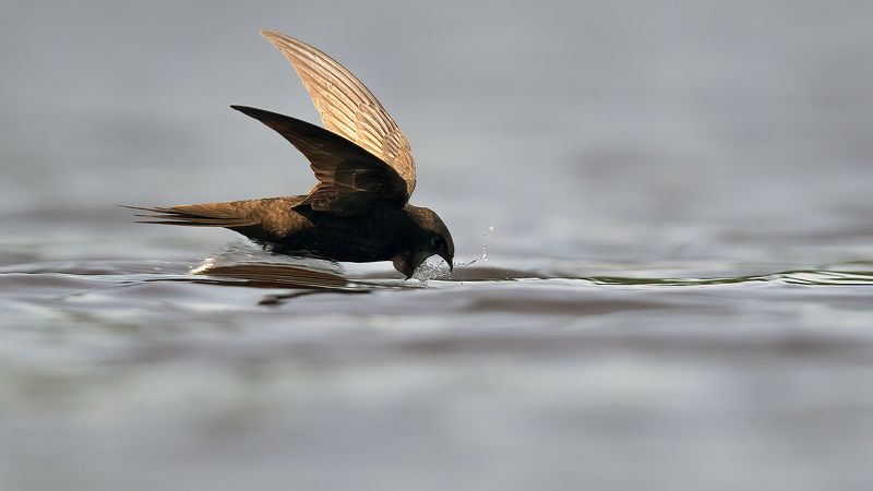 Стрижи на водопое.photo preview