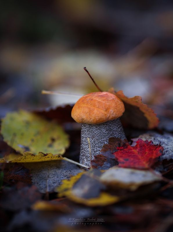 Осенние радости...photo preview