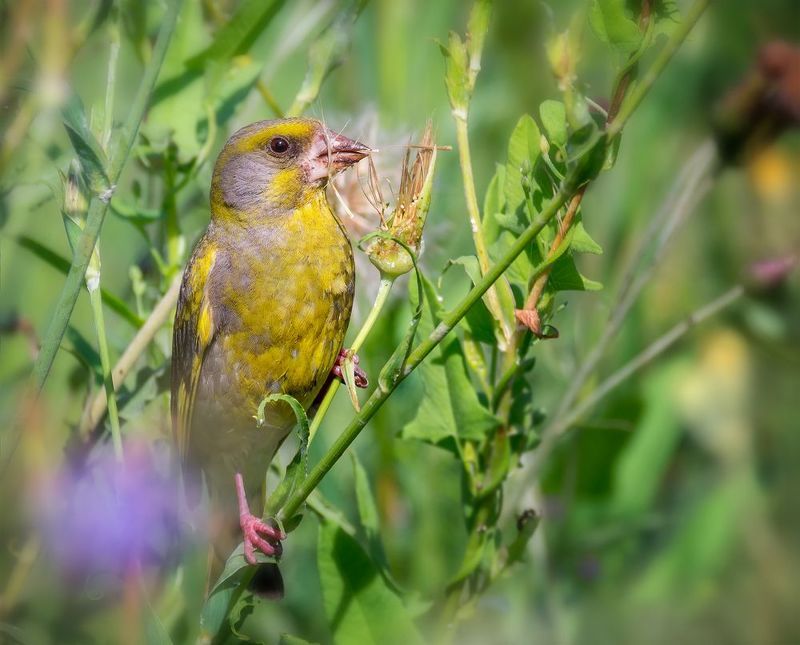 птица, зеленушка, луг, Зеленушка.photo preview