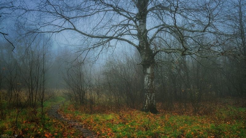 осень природа пейзаж береза туман Меланхоличное... фото превью