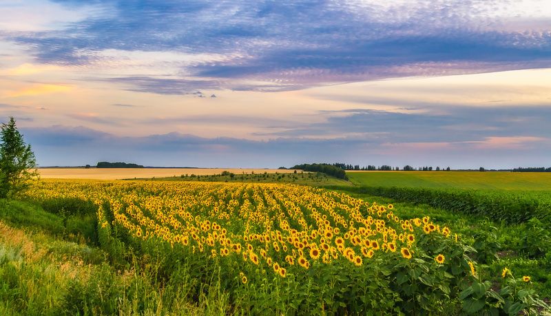 облака вечер подсолнухи лето Небеса и подсолнухи.photo preview