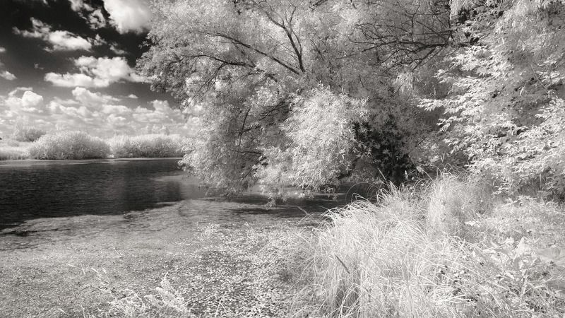 Летнее в ч/б. фото превью