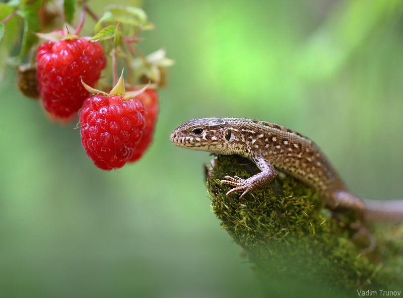ящерица, lizard *** фото превью