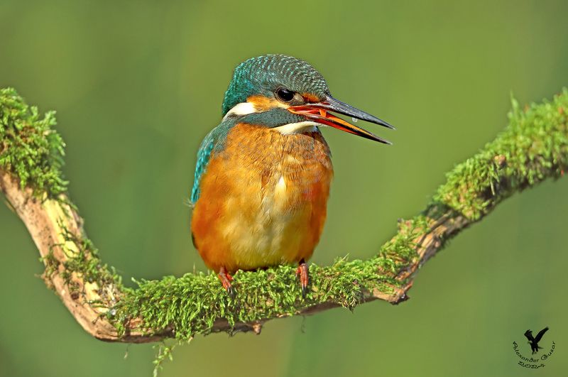 зимородок Самочкаphoto preview