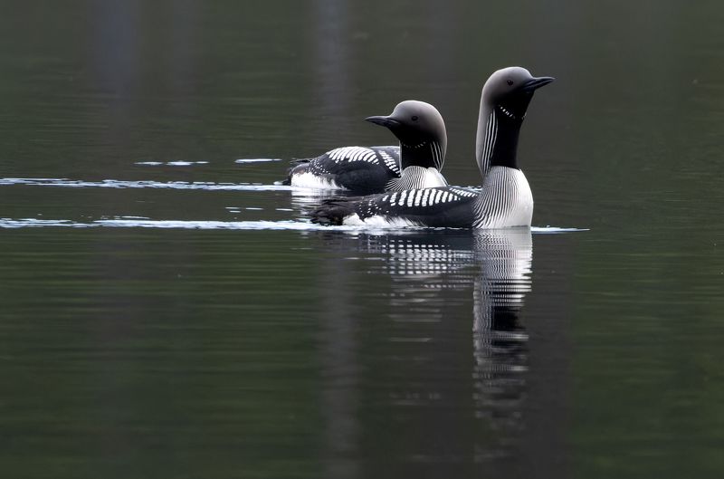 птица, водоплавающая, гагара, озеро, вода, отражение Сдержанное спокойствиеphoto preview