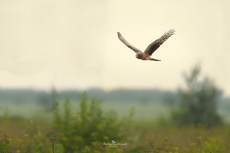 Hen harrierphoto preview