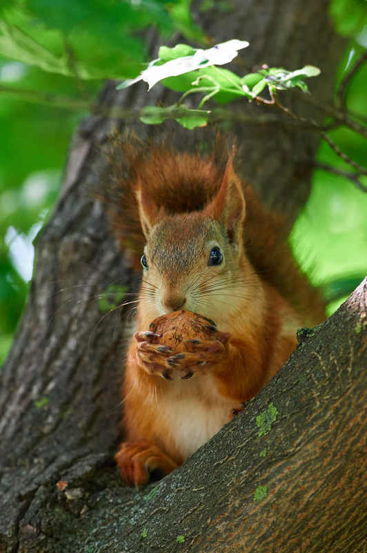 squirrel, volgograd, russia,  #photo preview