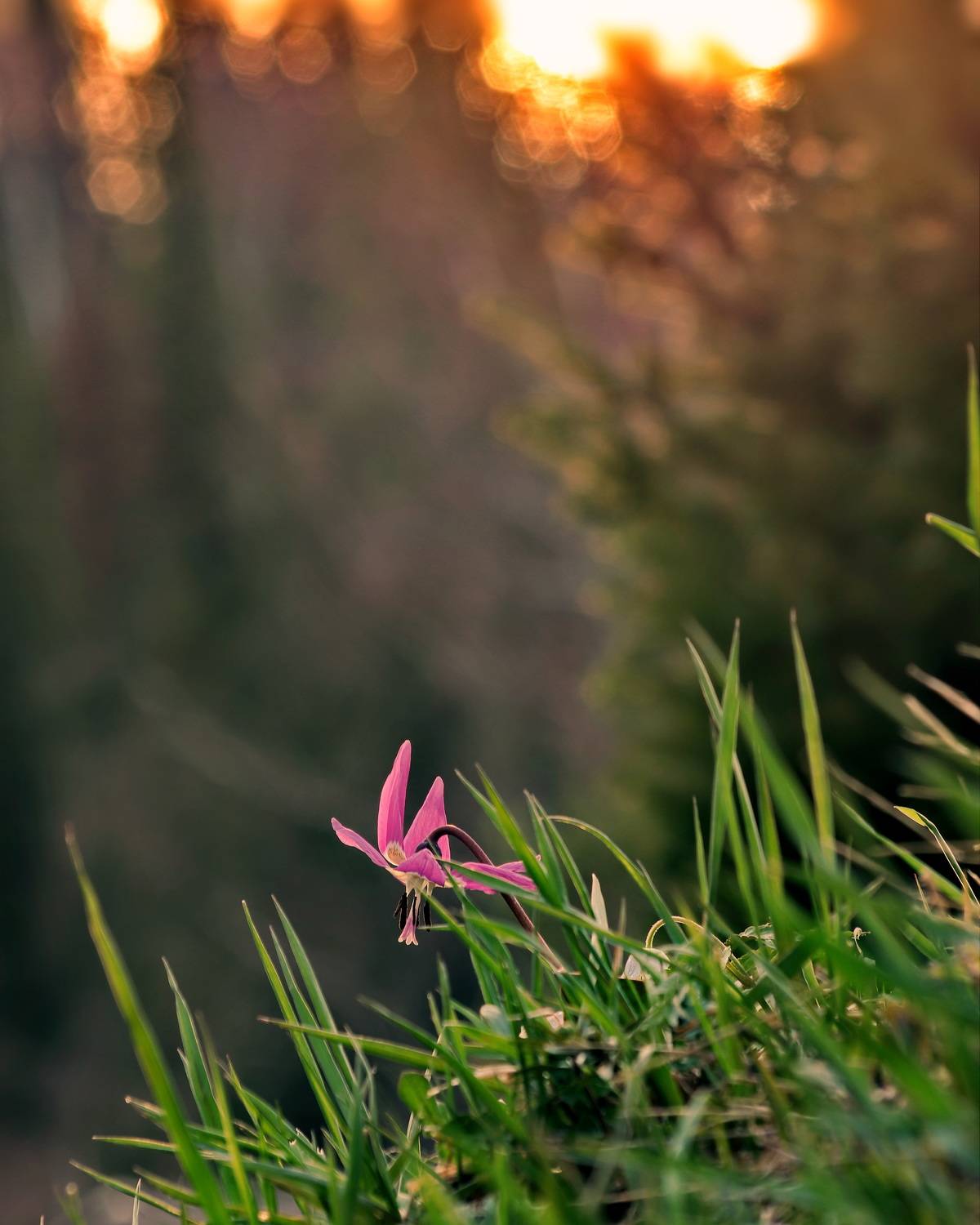 Майский вечер. Автор: Кузнецов Дмитрий , Кузнецов Дмитрий