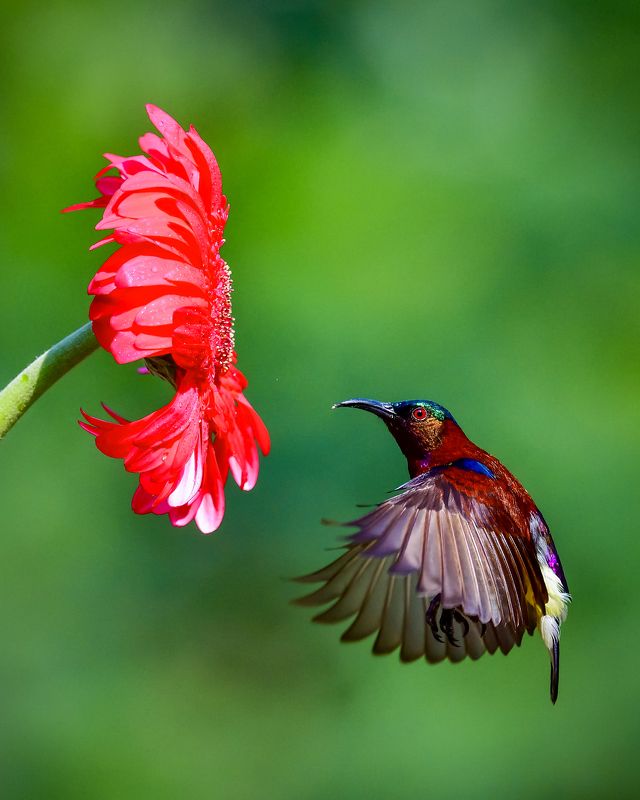 Colors of Naturephoto preview