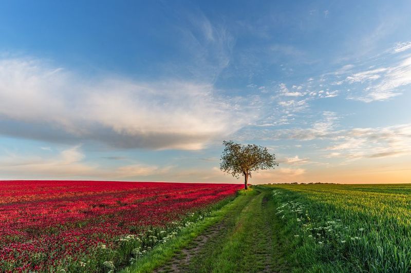 spring, moravia, sony, bloom, trees, czech, bohemia, field, tuscany, green, grass Spring in Moraviaphoto preview