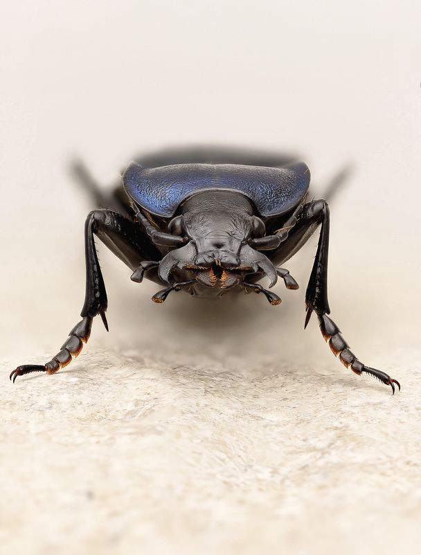 carabus glabratus Жужелица гладкаяphoto preview