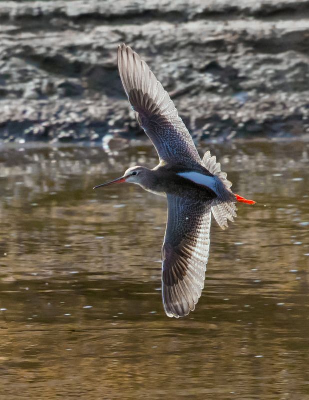щёголь Щёголь в полётеphoto preview